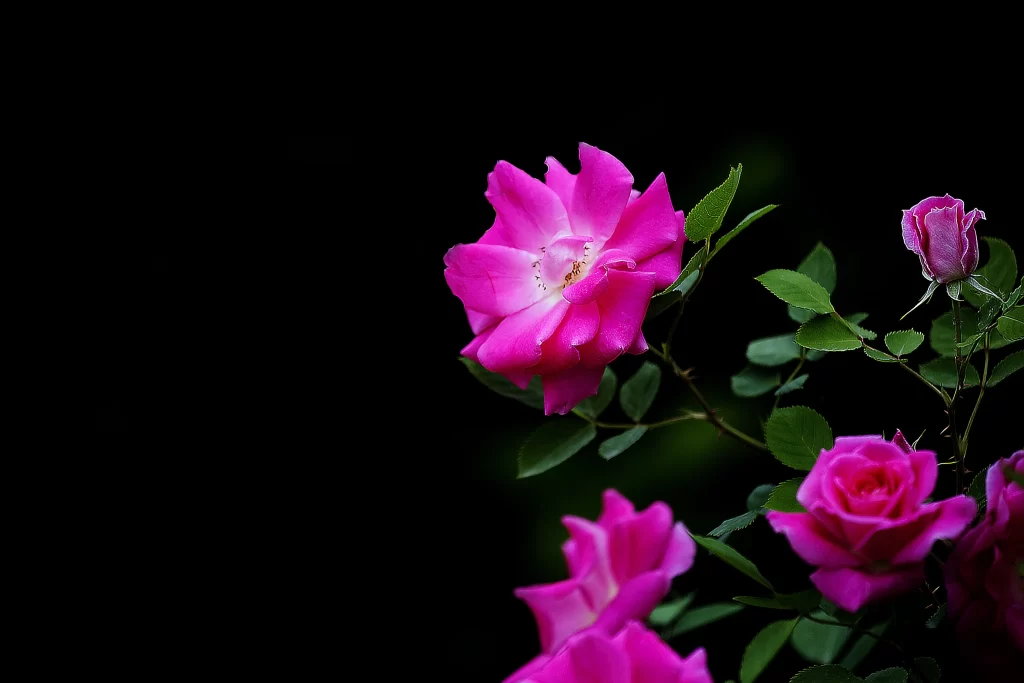 Pink Rose Petals Bloom Green dark Leaves