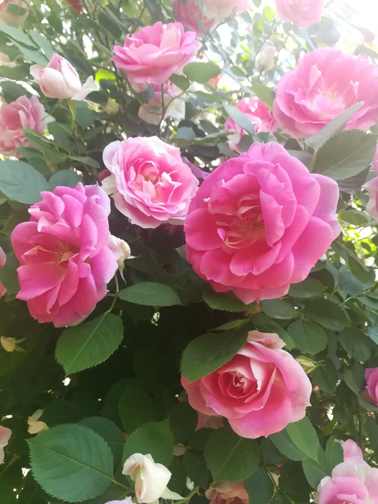Pink Rose Petals Bloom Green gray Leaves
