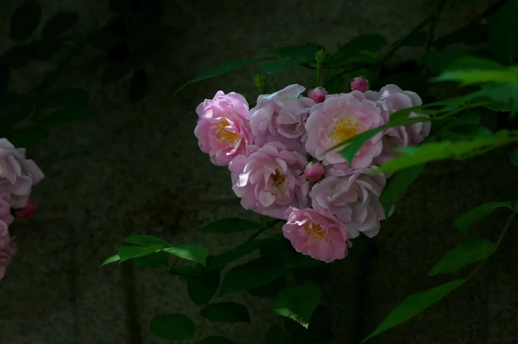 Pink Rose Petals Bloom Green dark Leaves