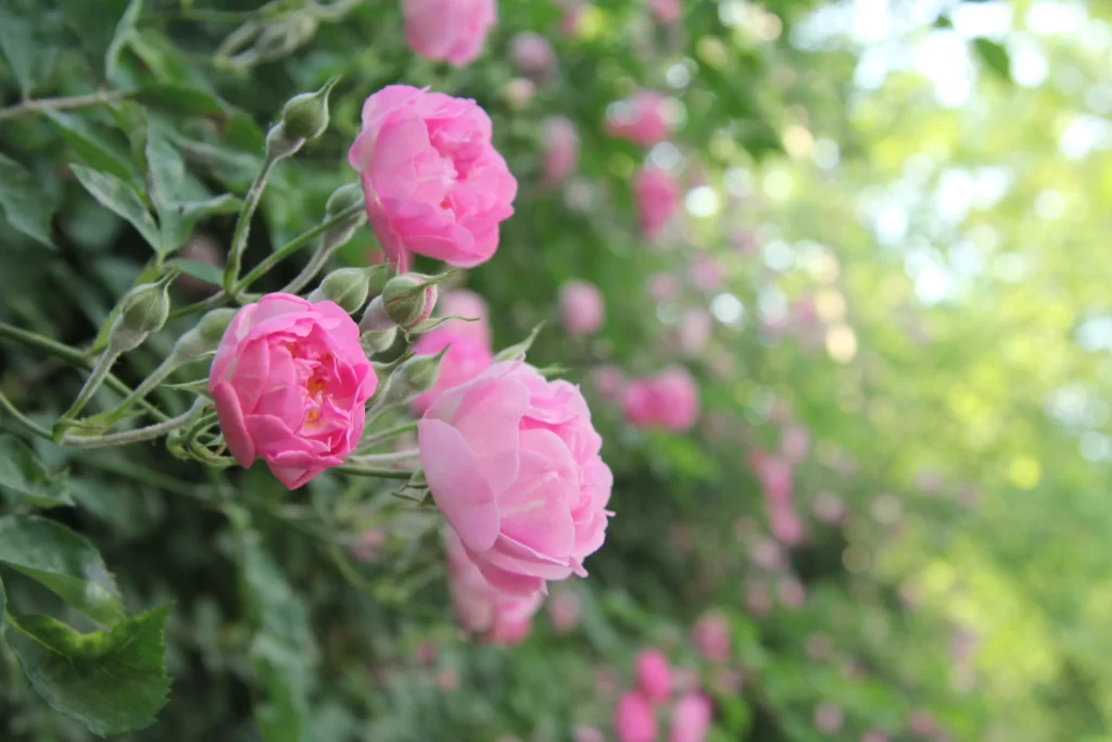Pink Rose Petals Bloom Greenery