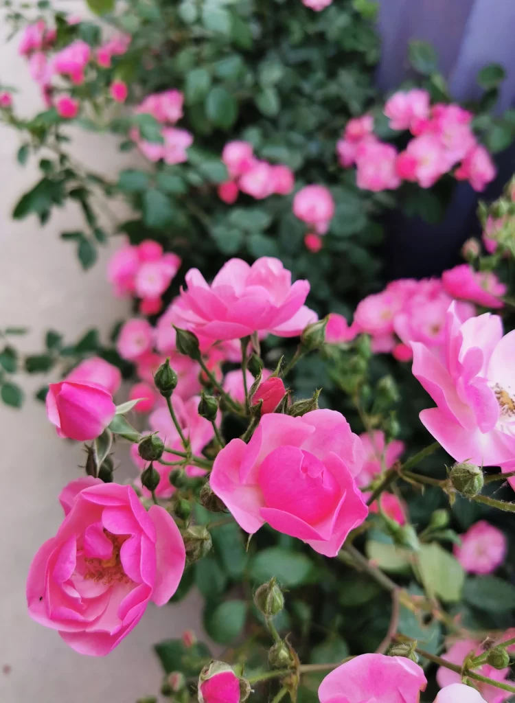 Pink Rose Petals Bloom Green warm Leaves