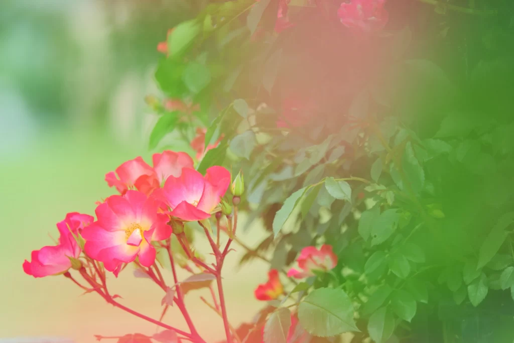 Pink Rose Petals Bloom Green warm Leaves