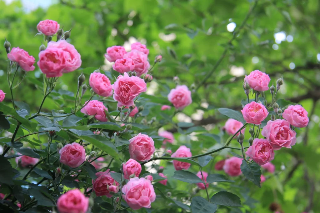 Pink Rose Petals Bloom Green warm Leaves