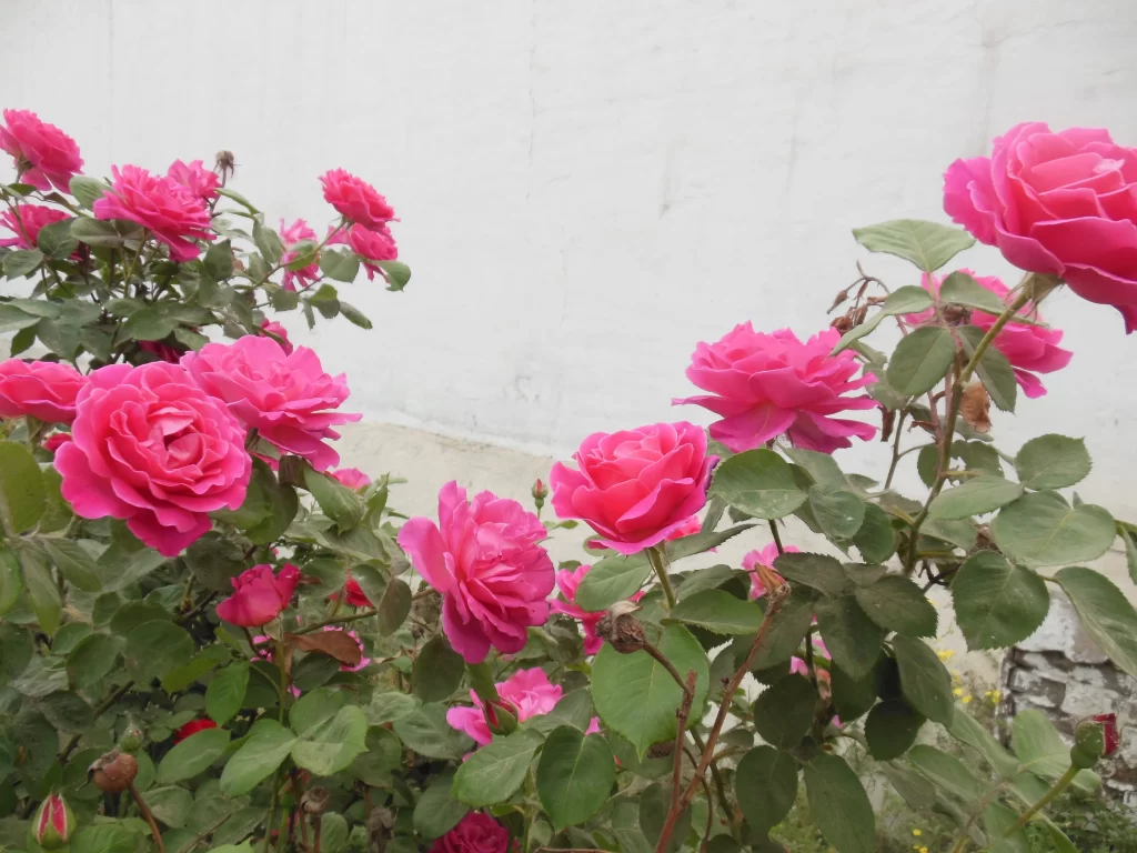 Pink Rose Petals Bloom Green gray Leaves
