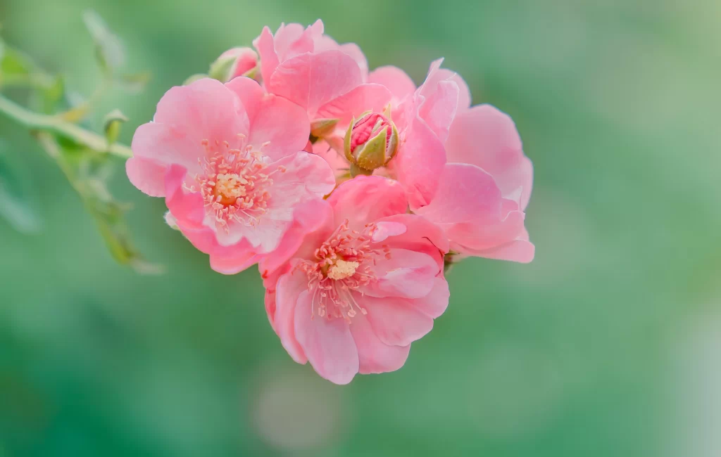 Pink Rose Petals Bloom gray Green