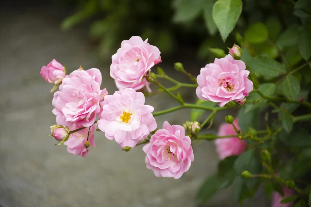 Pink Rose Petals Bloom Green gray Leaves