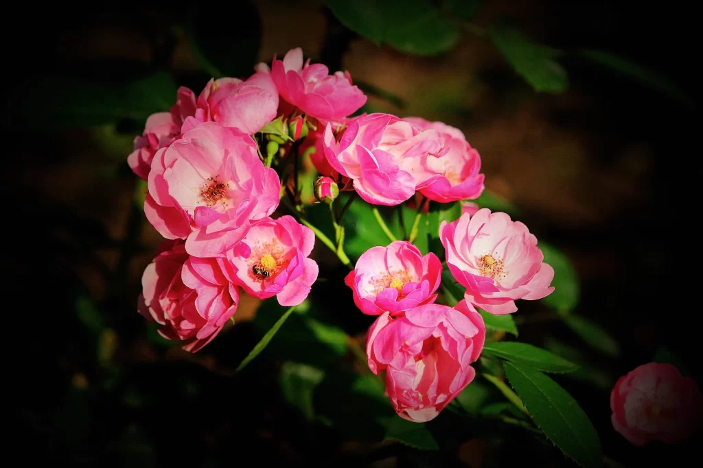 Pink Rose Petals Bloom Green gray Leaves