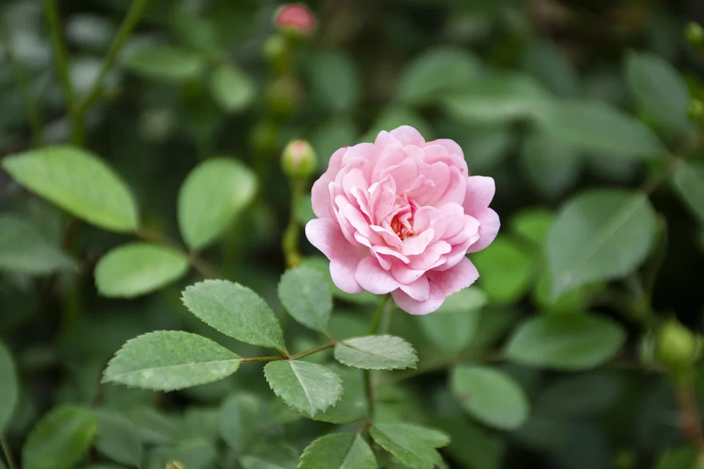 Pink Rose Petals Bloom Green warm Leaves