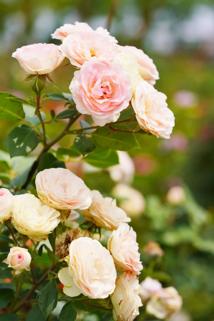 Pink Rose Petals Bloom Green warm Leaves
