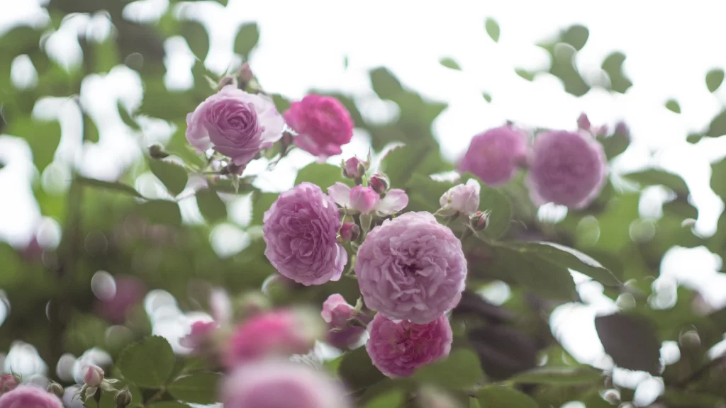 Pink Rose Petals Bloom Green gray Leaves