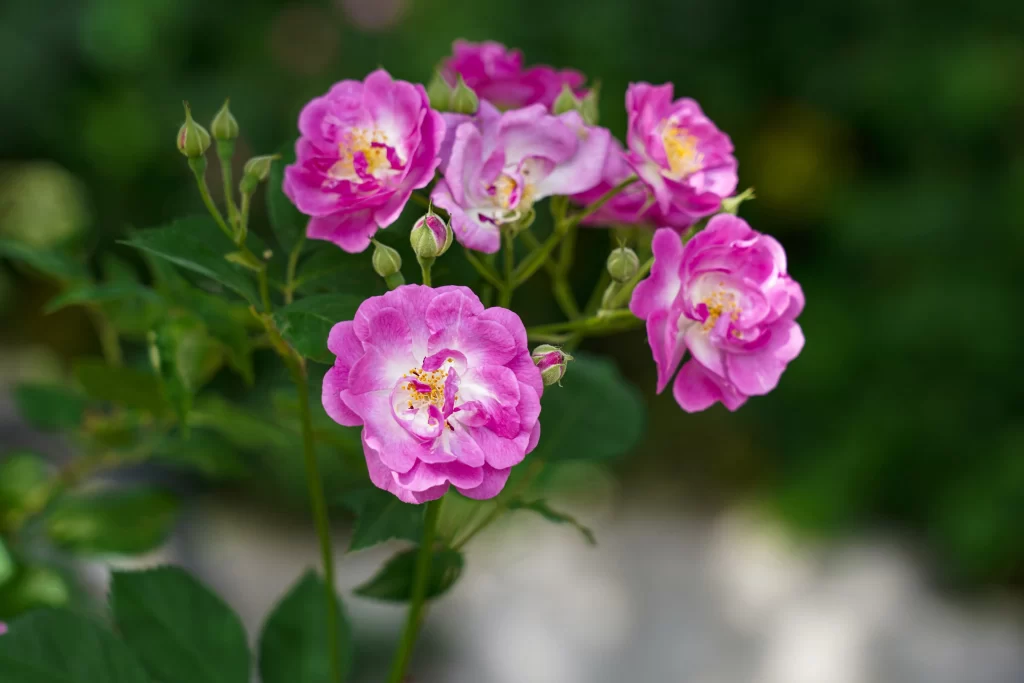 Pink Rose Petals Bloom Green gray Leaves