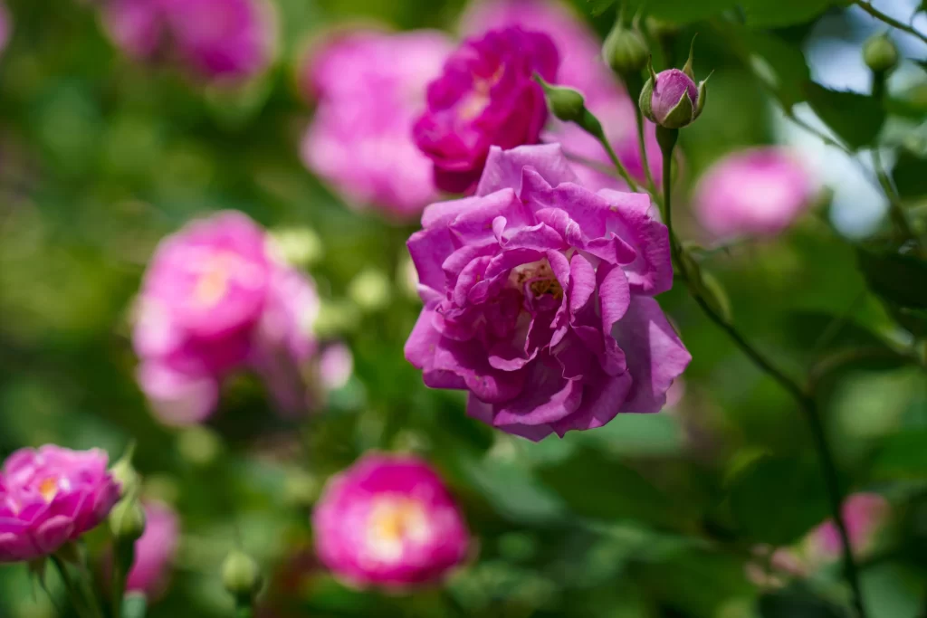 Pink Rose Petals Bloom Green gray Leaves