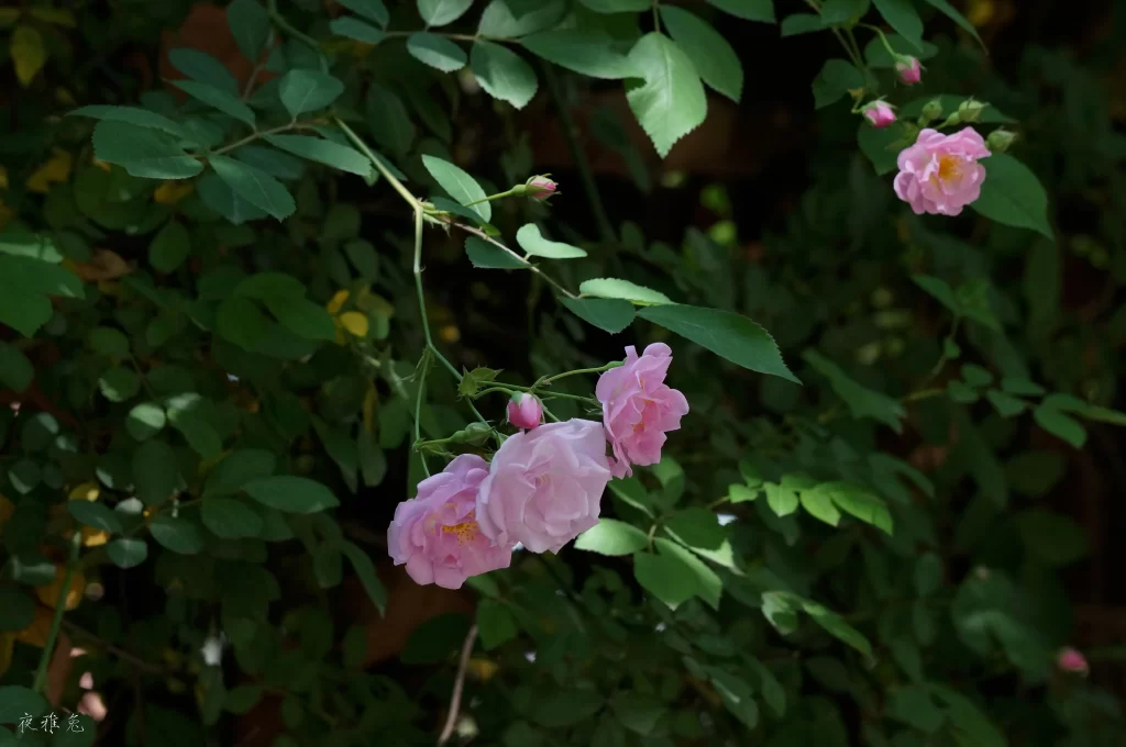 Pink Rose Petals Bloom Green dark Leaves