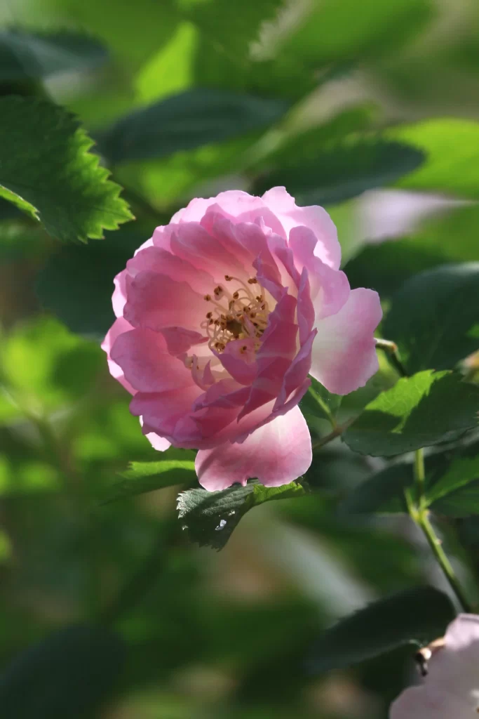 Pink Rose Petals Bloom Green warm Leaves