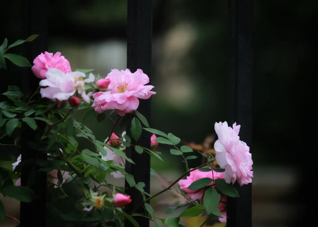 Pink Rose Petals Bloom Green dark Leaves