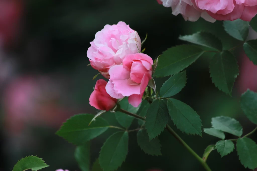 Pink Rose Petals Bloom Green dark Leaves