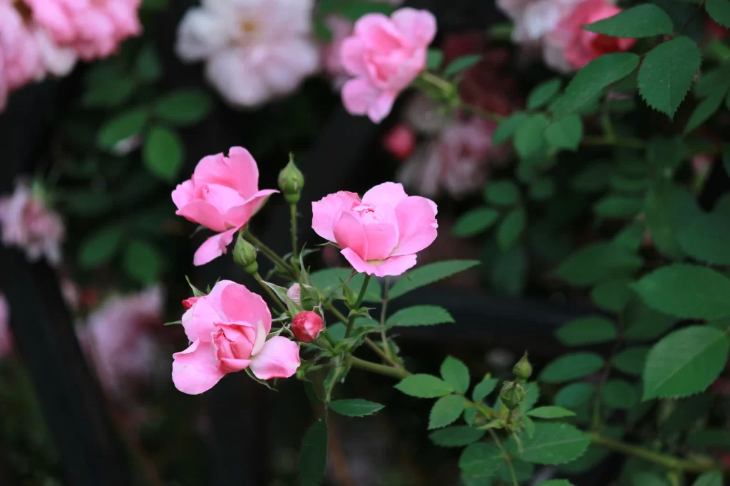 Pink Rose Petals Bloom Green gray Leaves