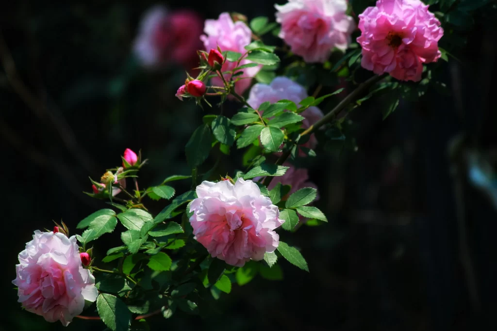 Pink Rose Petals Bloom Green dark Leaves