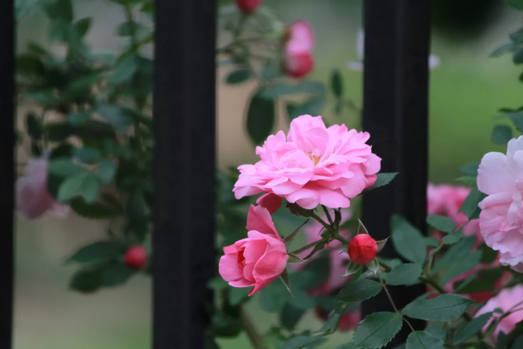 Pink Rose Petals Bloom Green gray Leaves