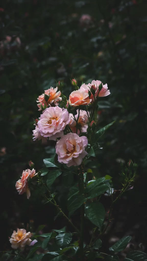 Pink Rose Petals Bloom Green Leaves