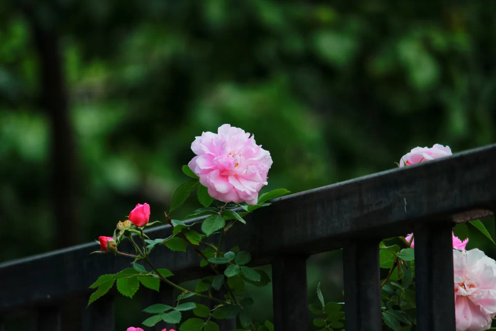 Pink Rose Petals Bloom Green dark Leaves