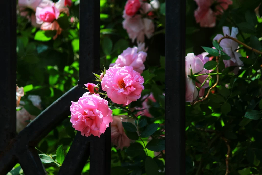Pink Rose Petals Bloom Green dark Leaves