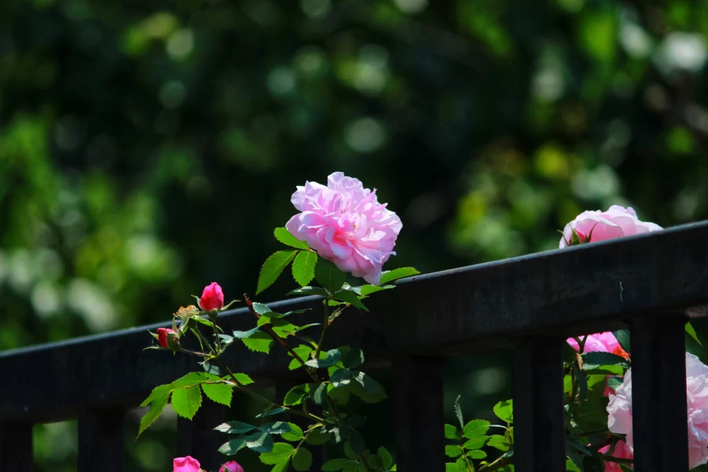 Pink Rose Petals Bloom Green dark Leaves