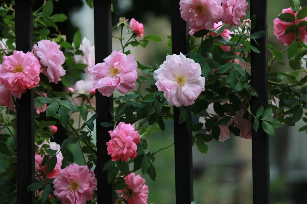 Pink Rose Petals Bloom Green gray Leaves
