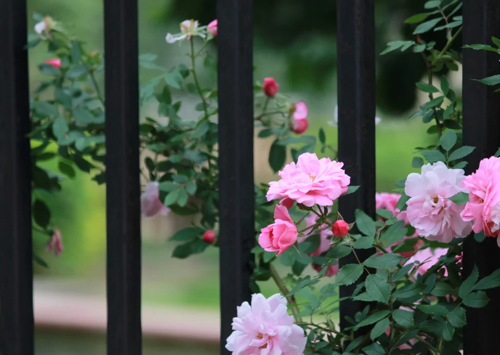 Pink Rose Petals Bloom Green gray Leaves