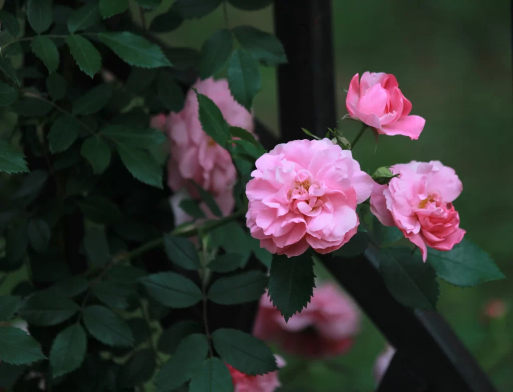 Pink Rose Petals Bloom Green dark Leaves