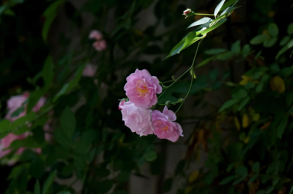 Pink Rose Petals Bloom Green dark Leaves