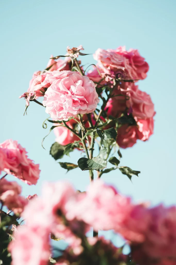 Pink Rose Petals Bloom Green gray Leaves