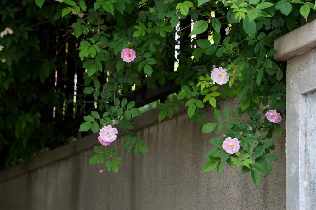 Pink Rose Petals Bloom Green gray Leaves