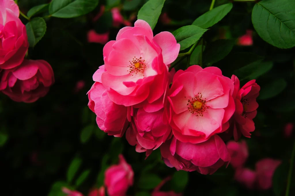 Pink Rose Petals Bloom Green warm Leaves