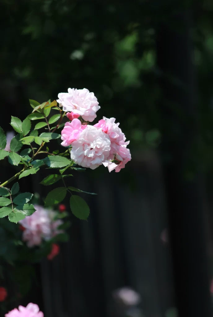 Pink Rose Petals Bloom Green dark Leaves