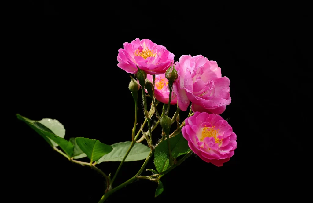 Pink Rose Petals Bloom Green dark Leaves