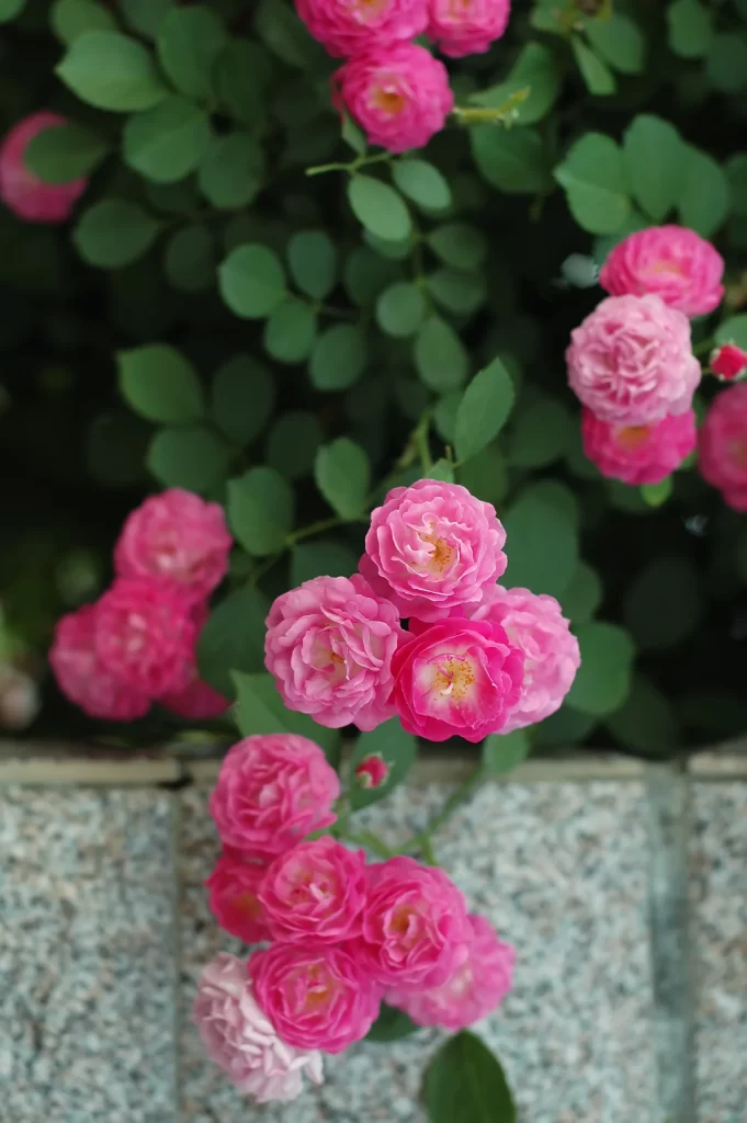 Pink Rose Petals Bloom Green gray Leaves