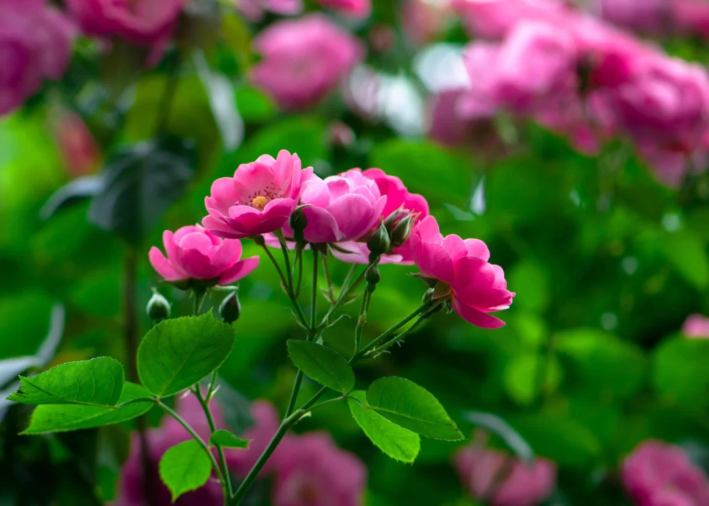 Pink Rose Petals Bloom Green warm Leaves