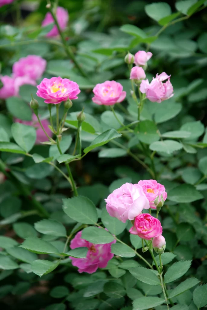 Pink Rose Petals Bloom Green gray Leaves