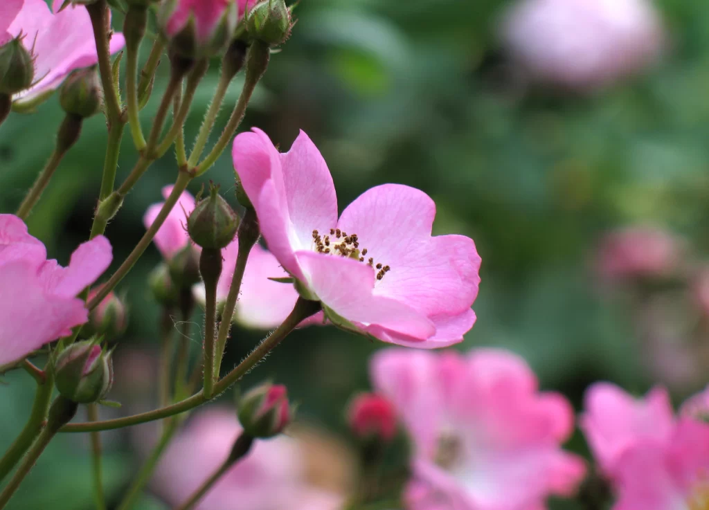 Pink Rose Petals Bloom Stamen Green