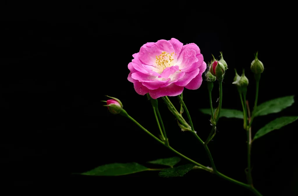 Pink Rose Petals Bloom Stems Buds