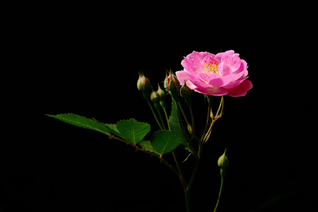 Pink Rose Petals Bloom Stamen Buds Leaves