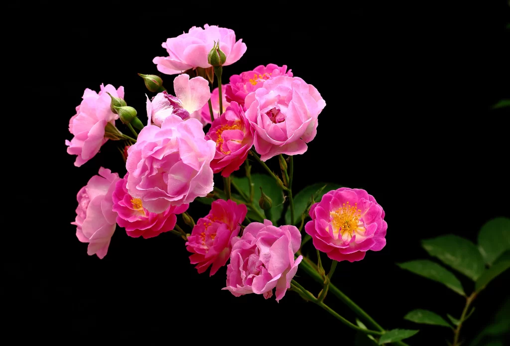 Pink Rose Petals Bloom Stems Green