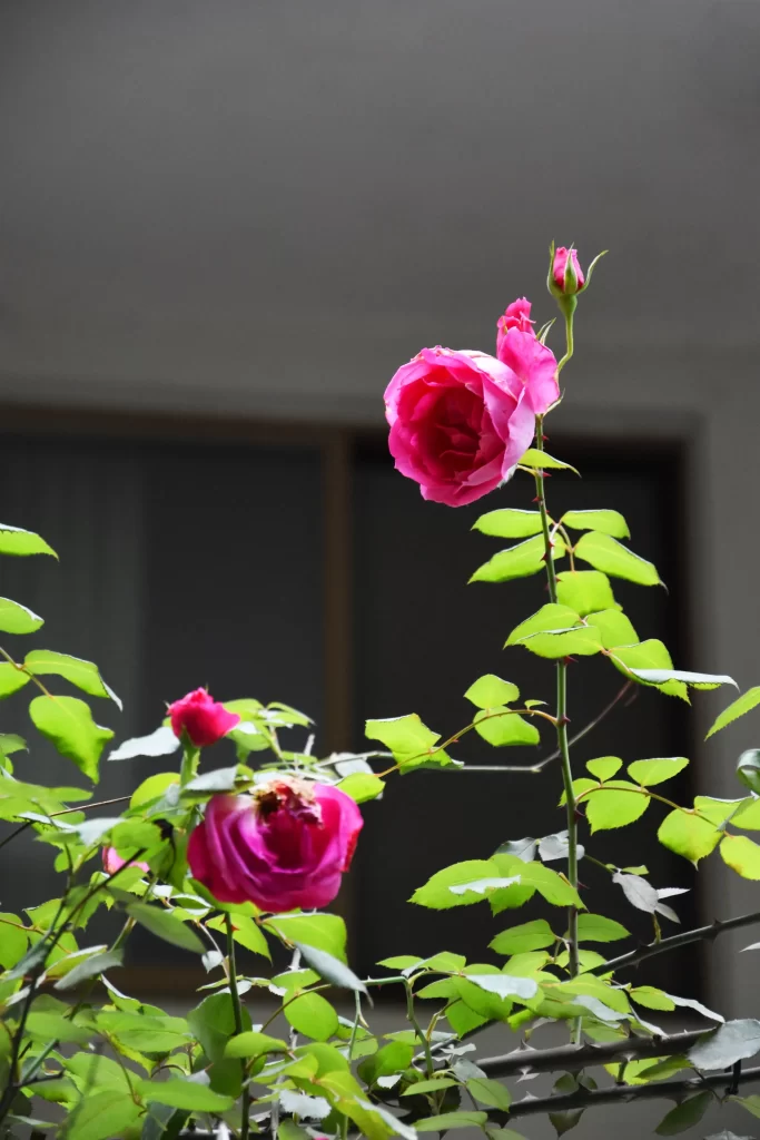 Pink Rose Petals Bloom Thorny Green Leaves
