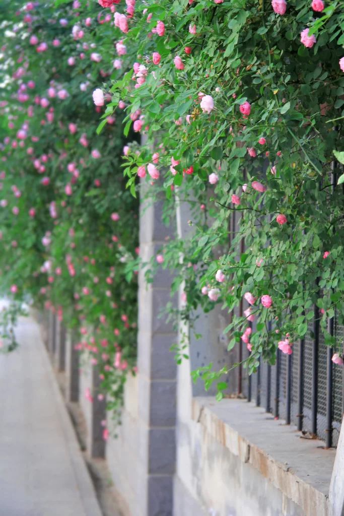 Pink Rose Petals Bloom Vine