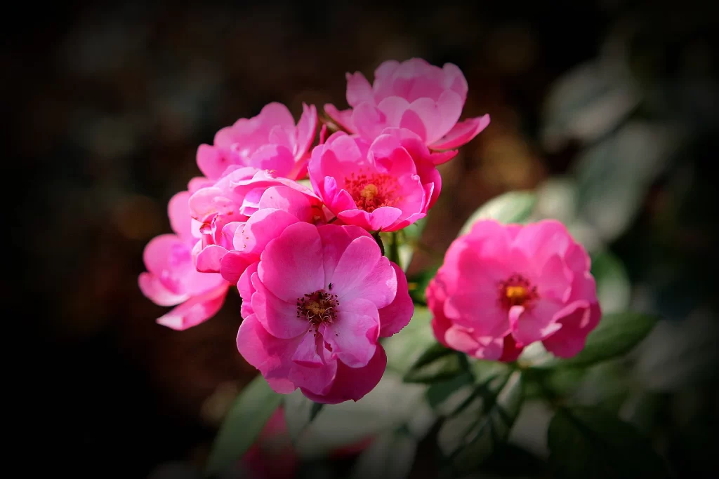 Pink Rose Petals Bloom warm Garden