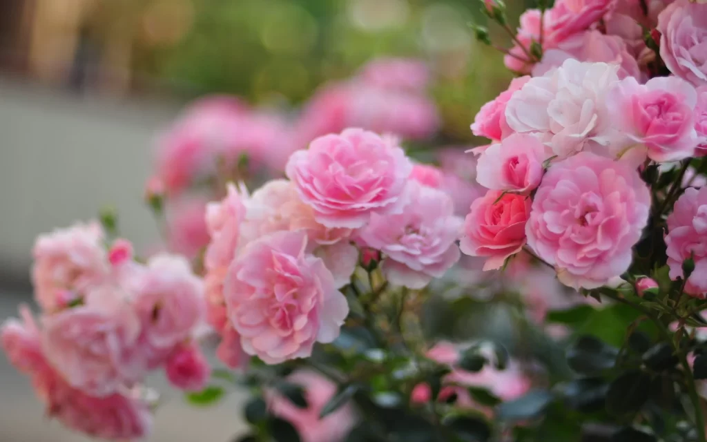 Pink Rose Petals Bloom warm Garden