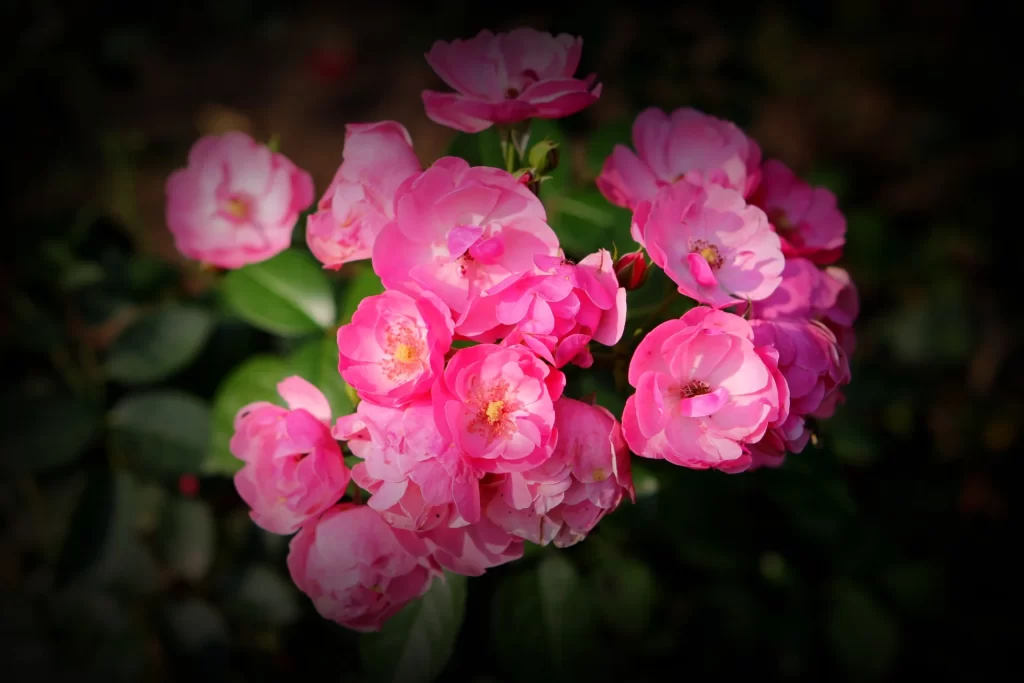 Pink Rose Petals Bloom warm Garden