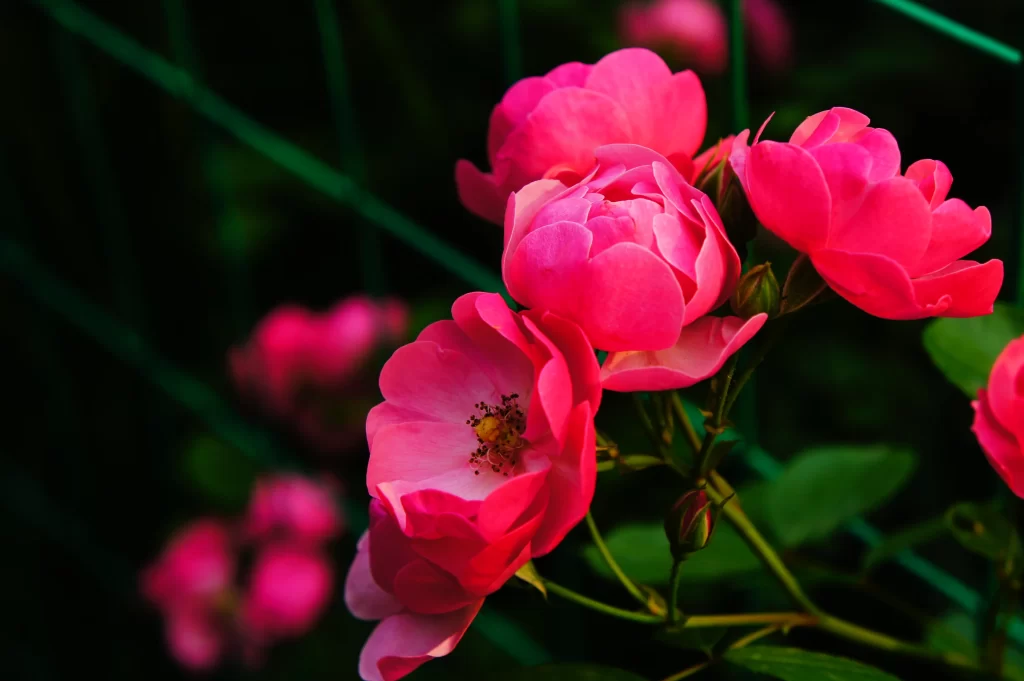 Pink Rose Petals Bloom warm Green