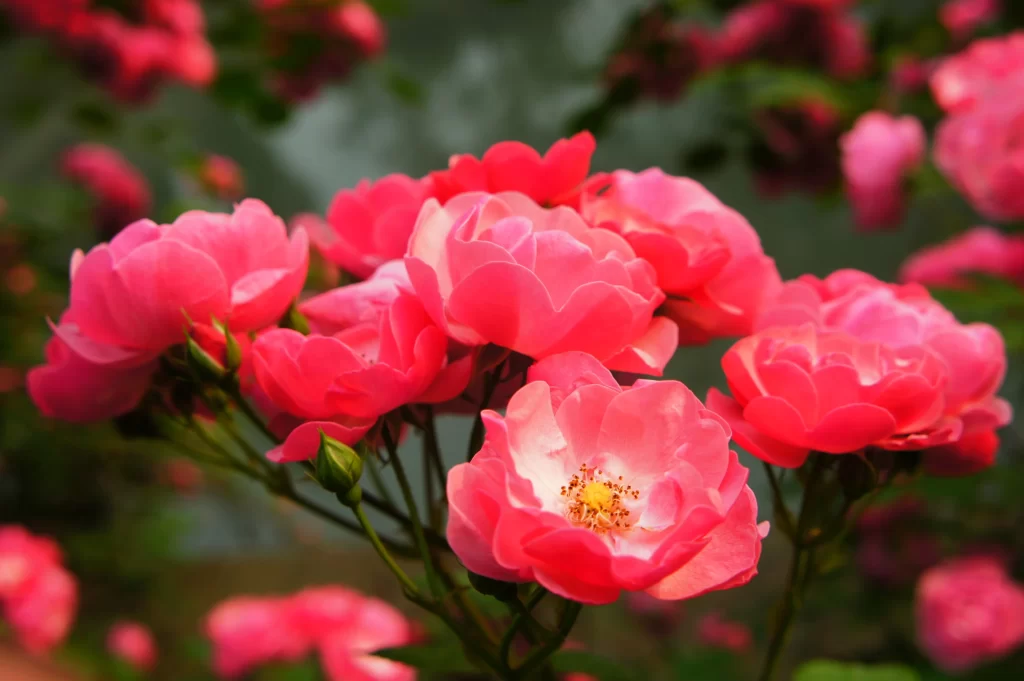 Pink Rose Petals Bloom warm Garden